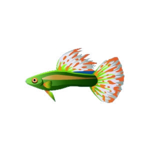 St Patricks Guppy